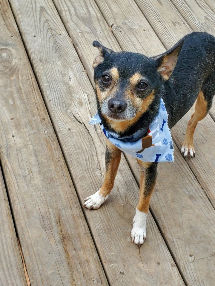 Chico